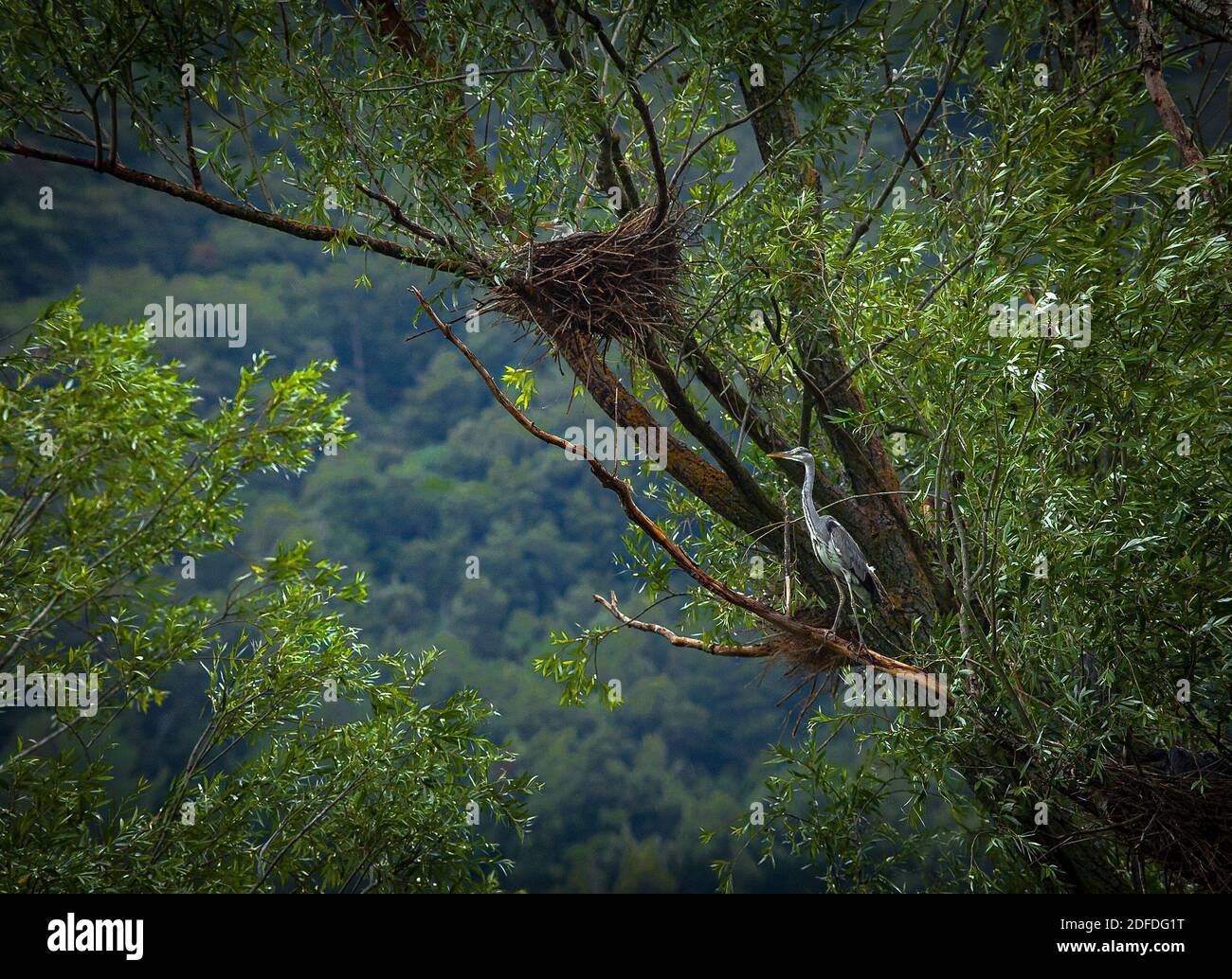 Entlang der Ufer des Flusses Tirino nisten mehrere Vogelarten, darunter der Graureiher. Abruzzen, Italien, Europa Stockfoto