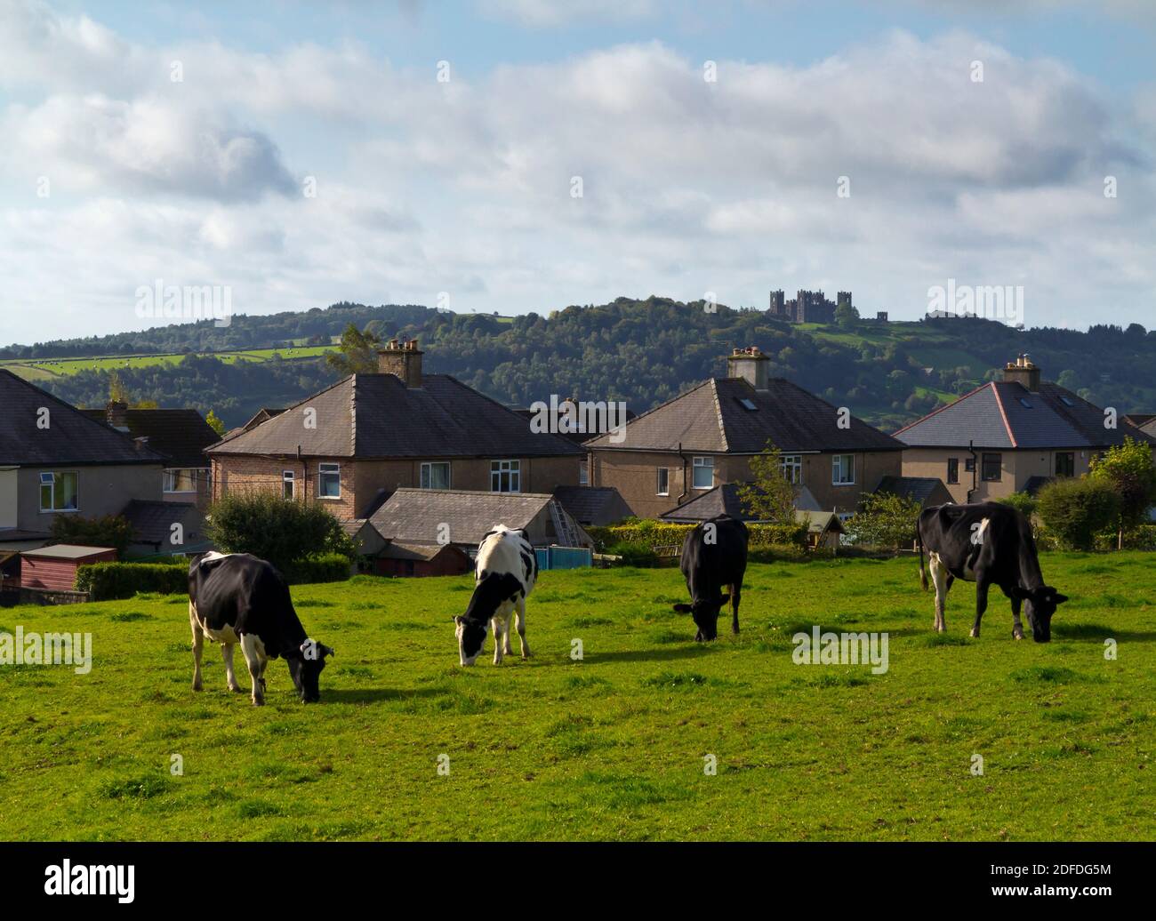 Rinder grasen neben Häusern in einem Feld neben Häusern in Matlock Derbyshire Peak District England mit Riber Castle auf Hügel im Hintergrund. Stockfoto