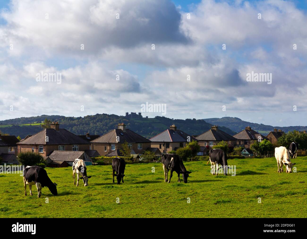 Rinder grasen neben Häusern in einem Feld neben Häusern in Matlock Derbyshire Peak District England mit Riber Castle auf Hügel im Hintergrund. Stockfoto