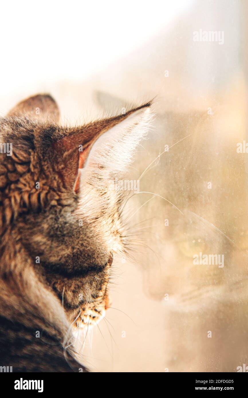 Eine niedliche graue flauschige Katze schaut aus dem Fenster. Haustiere, reinrassige Katzen, Naturschutz. Unscharfer Hintergrund außerhalb des Fensters Stockfoto