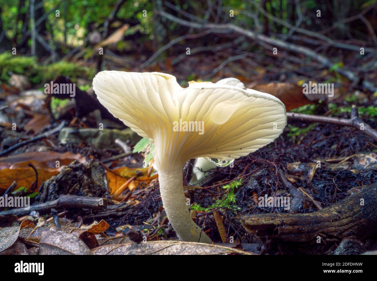 Pilz im Wald, Hygrophorus pustulatus, Herbstpilzsorte, Bayern, Deutschland, Europa Stockfoto