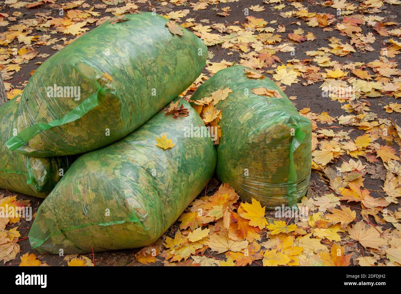 Im Herbst gefallene Ahornblätter werden in einem biologisch abbaubaren gesammelt Tasche Stockfoto