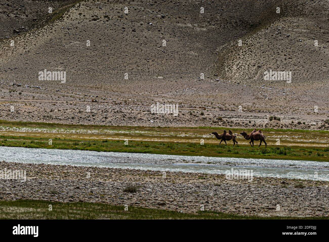 Kamele in der Nähe der Seidenstraße im Bezirk Murghob, Tadschikistan Stockfoto