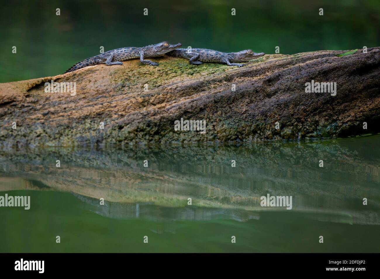 Zwei juvenile amerikanische Krokodile, Crocodylus acutus, auf einem Log in einem der Seitenarme des Gatun Sees, Soberania Nationalpark, Republik von Panama. Stockfoto