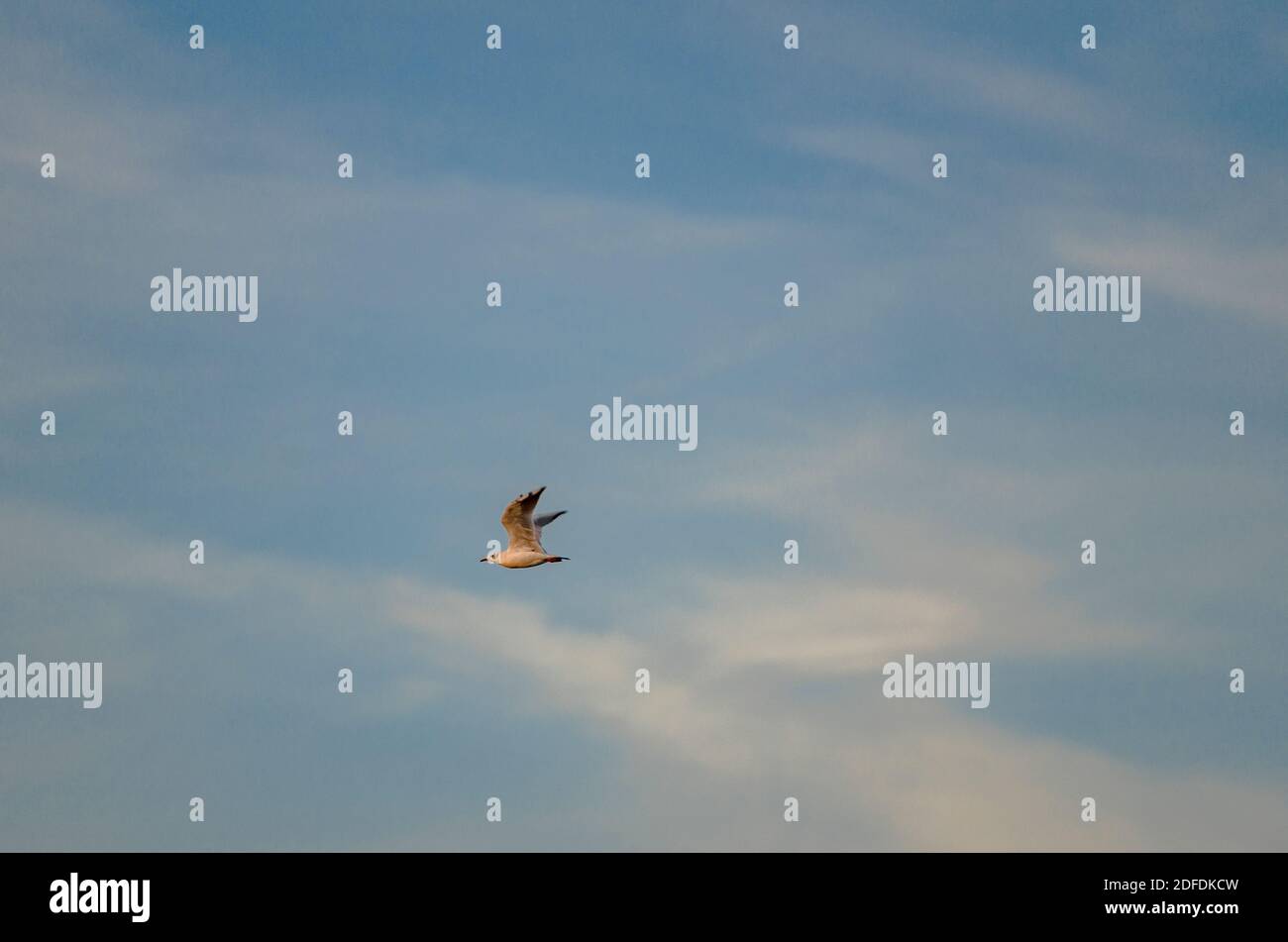 Einsame Möwe, die hoch in den Himmel fliegt Stockfoto