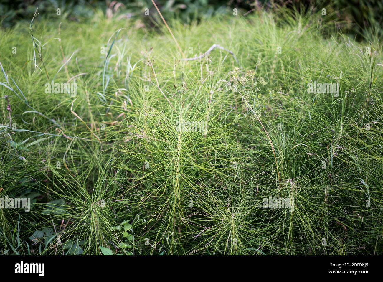 Landschaft in der Nähe des Roquefort-sur-Soulzon, Frankreich, Europa. Stockfoto