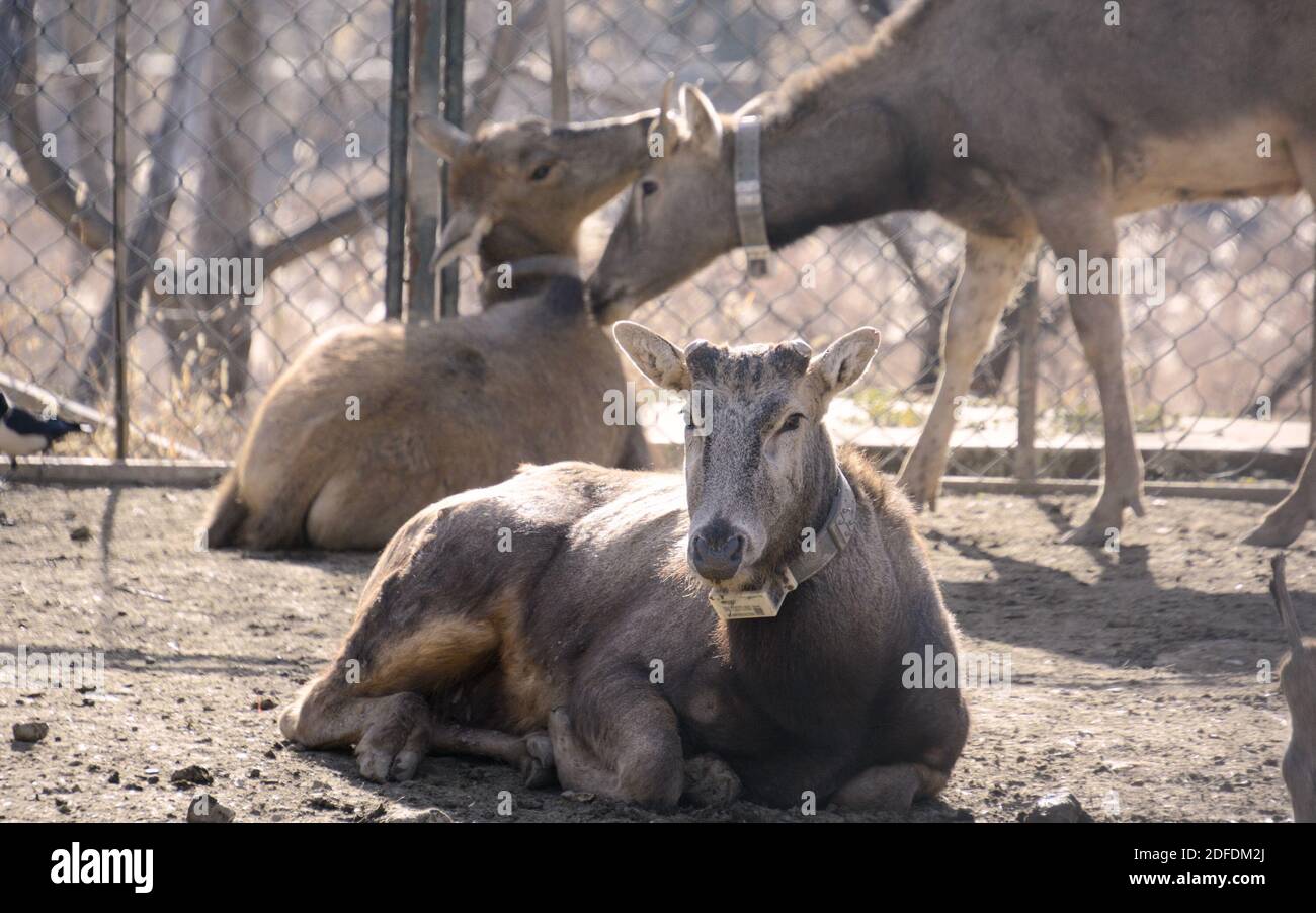 Peking, China. Dezember 2020. Das am 4. Dezember 2020 aufgenommene Foto zeigt milu-Hirsche in GPS-Halsbändern, die in einem milu-Hirsch-ökologischen Experimentierzentrum im Bezirk Daxing, Peking, der Hauptstadt Chinas, zum Versand bereit sind. Zehn ausgewachsene milu-Hirsche, darunter sechs Männchen und vier Weibchen, wurden am Freitag vom Experimentierzentrum in Peking in das East Dongting Lake National Nature Reserve verschifft, eine wilde Basis in der Stadt Yueyang in der zentralchinesischen Provinz Hunan. Quelle: Li Xin/Xinhua/Alamy Live News Stockfoto