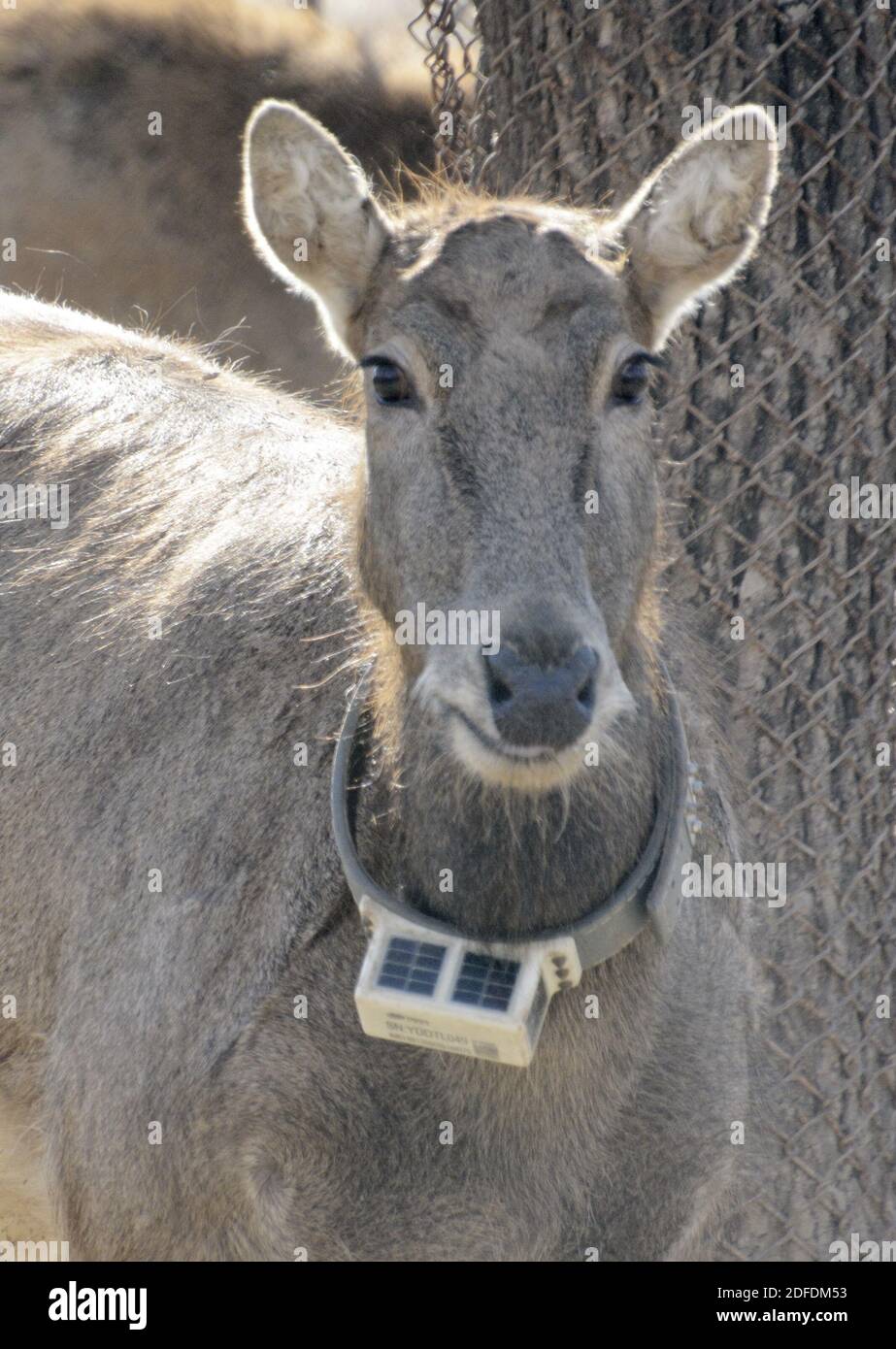 Peking, China. Dezember 2020. Das am 4. Dezember 2020 aufgenommene Foto zeigt einen milu-Hirsch im GPS-Halsband, der in einem milu-Hirsch-ökologischen Experimentierzentrum im Daxing District, Peking, der Hauptstadt Chinas, zum Versand bereit ist. Zehn ausgewachsene milu-Hirsche, darunter sechs Männchen und vier Weibchen, wurden am Freitag vom Experimentierzentrum in Peking in das East Dongting Lake National Nature Reserve verschifft, eine wilde Basis in der Stadt Yueyang in der zentralchinesischen Provinz Hunan. Quelle: Li Xin/Xinhua/Alamy Live News Stockfoto