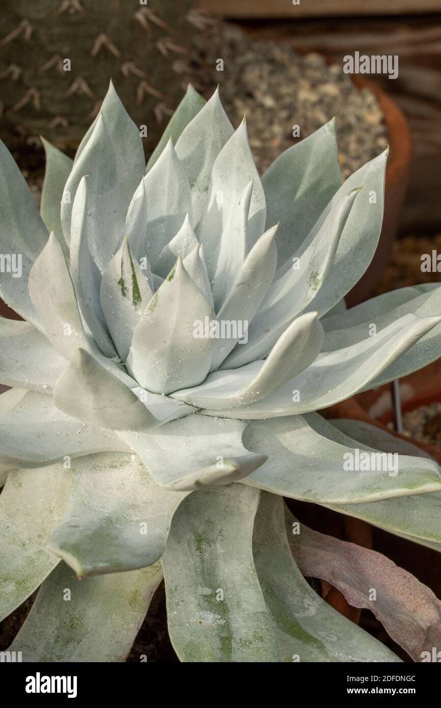 Dudleya Farinosa in Nahaufnahme zeigt die saftigen Blätter, Muster in der Natur Stockfoto