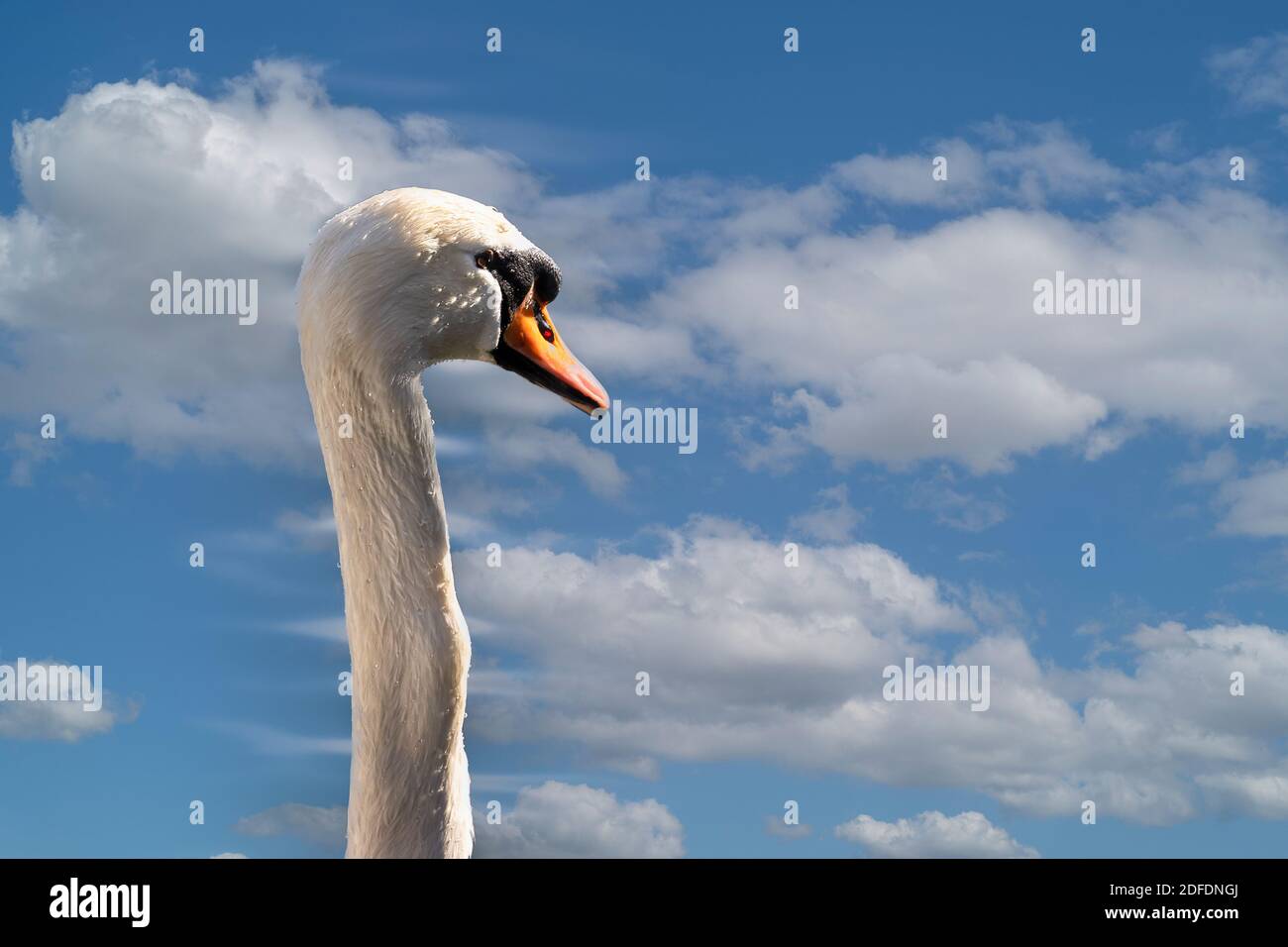 Nahaufnahme von Mute Swans Kopf und Hals gegen Blau Himmel Hintergrund Stockfoto