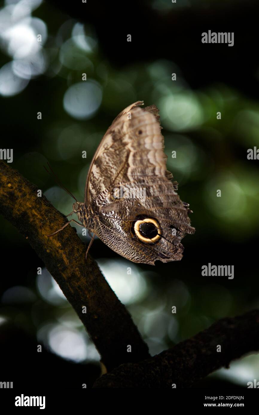 Brauner Schmetterling mit Augenflecken auf einem Ast in der Natur  Stockfotografie - Alamy