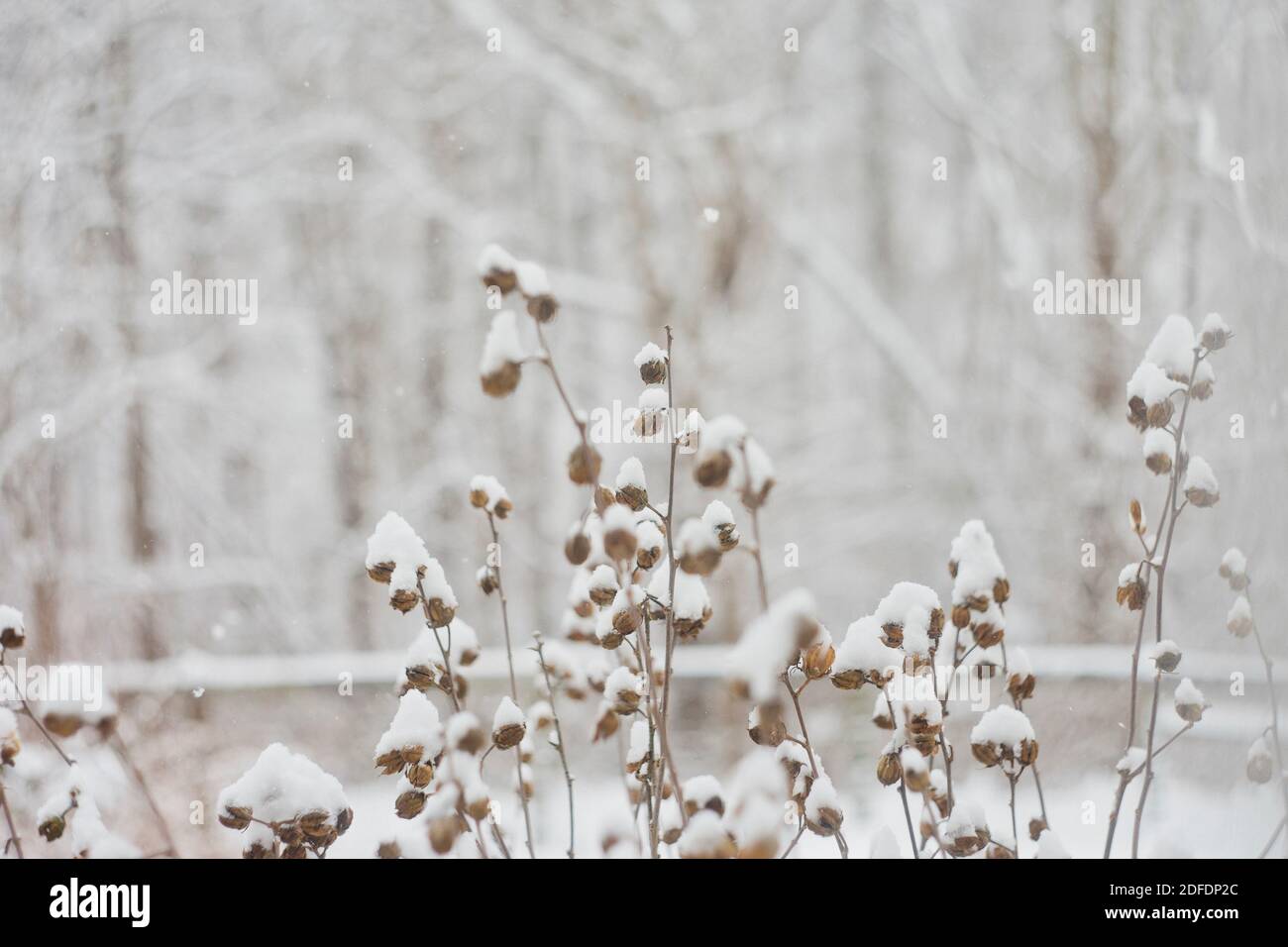 Getrocknete Blütenschoten sind mit leichtem Schnee bedeckt Grauer Himmel Stockfoto