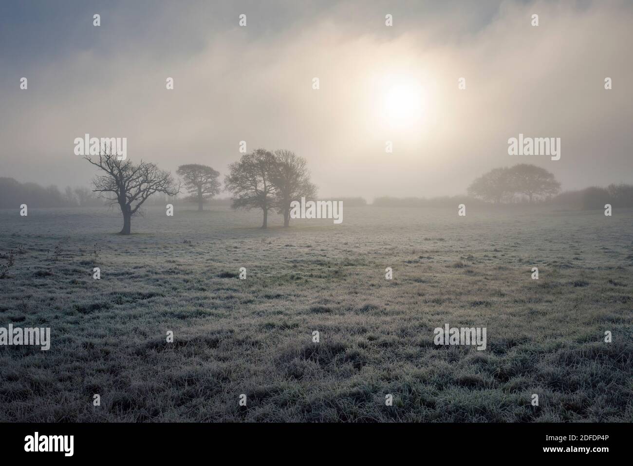 Morgennebel und Frost im Spätherbst auf dem Land in Wrington, North Somerset, England. Stockfoto