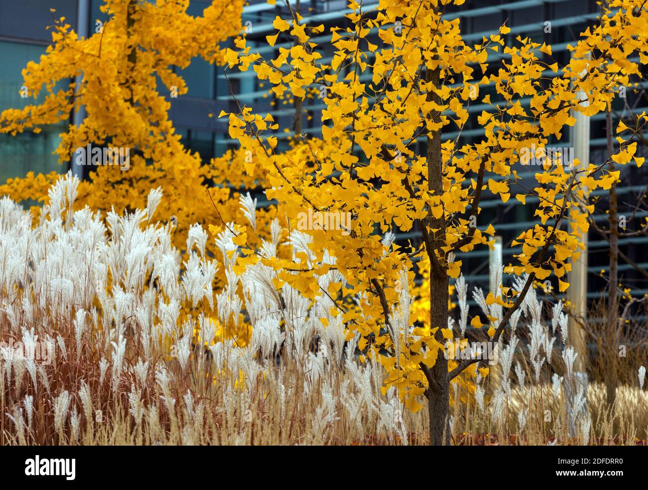 Miscanthus gelb Ginkgo biloba im Herbstgras zu modernen urbanen Szenen, farbenfroher Kontrast Stockfoto