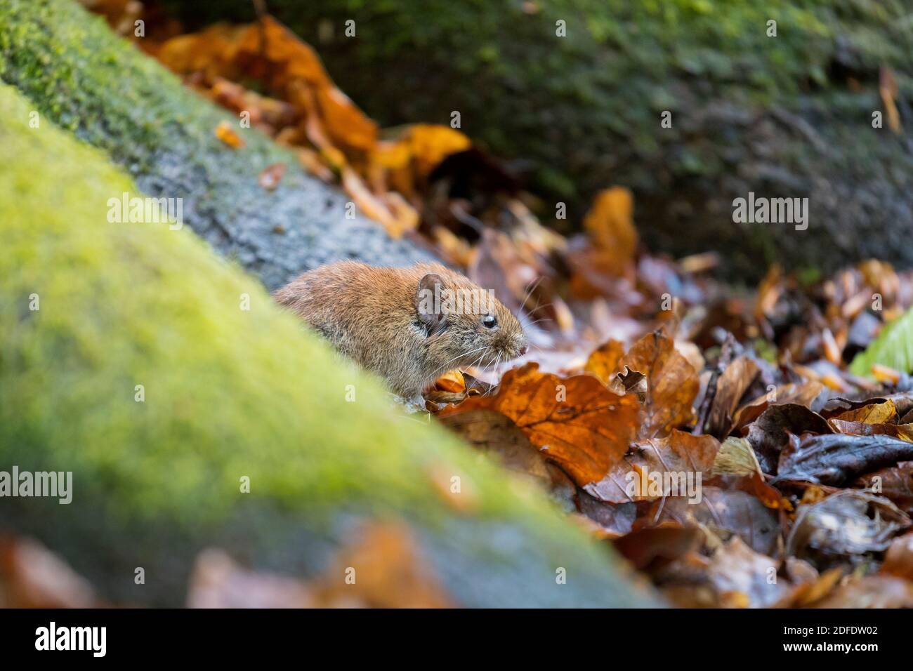Bankmaus (Myodes glareolus / Clethrionomys glareolus) Futtersuche auf dem Waldboden Stockfoto