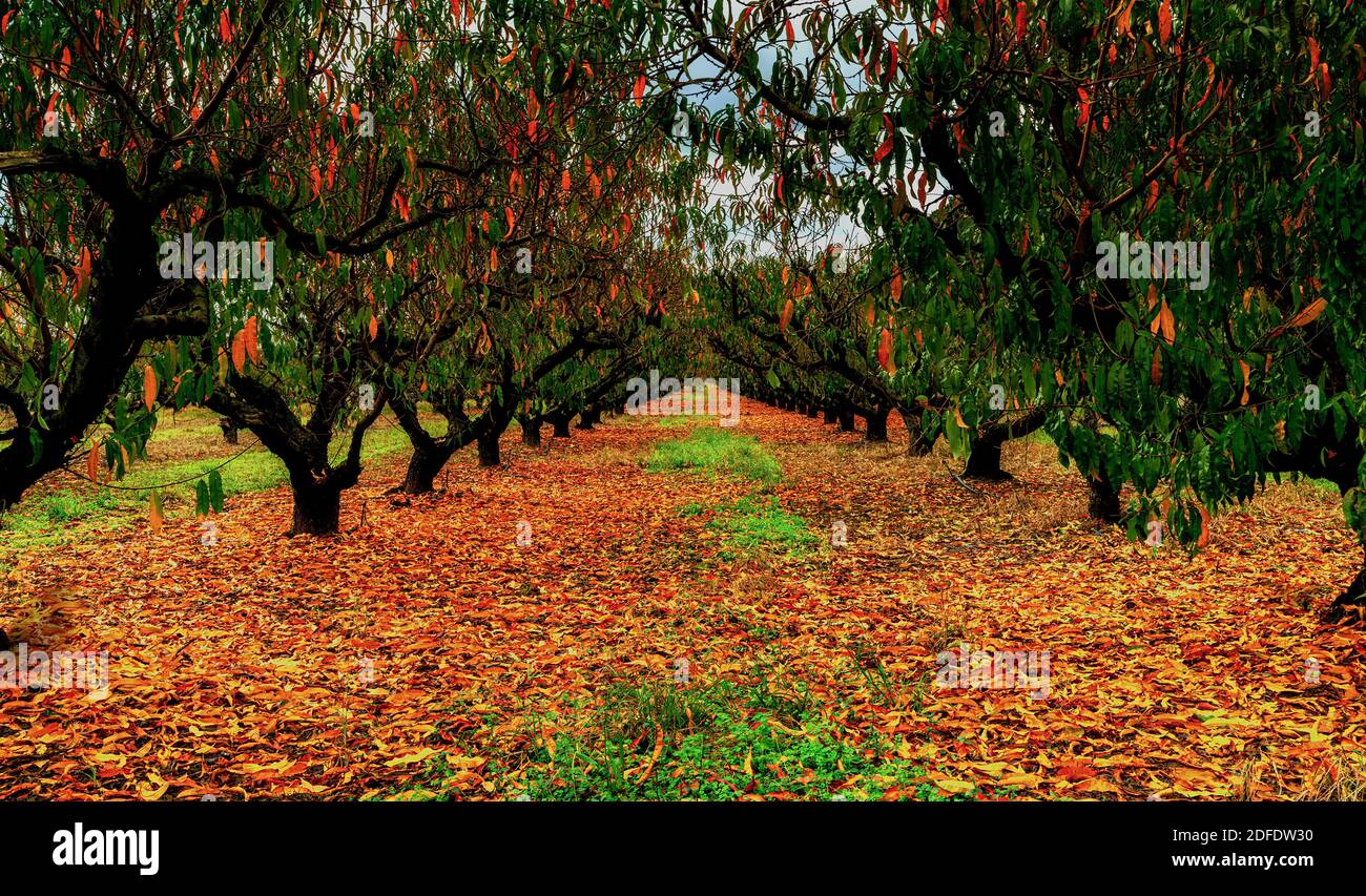 Pfirsichbäume Farmen im Herbst Stockfoto