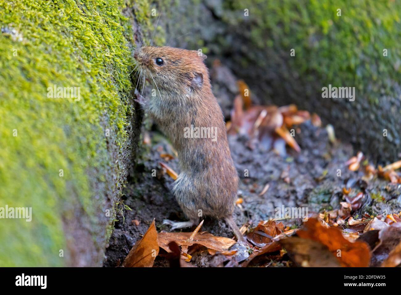 Bankmaus (Myodes glareolus / Clethrionomys glareolus) Futtersuche auf dem Waldboden Stockfoto