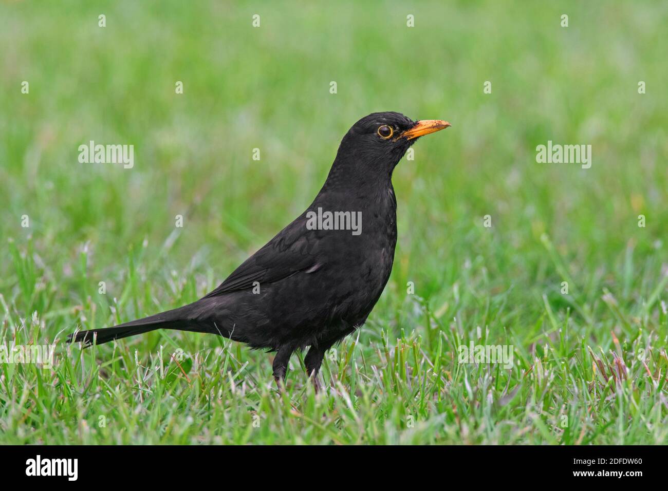 Eurasische Amsel / gewöhnliche Amsel (Turdus merula) Männliche Nahrungssuche im Grasland / Wiese Stockfoto