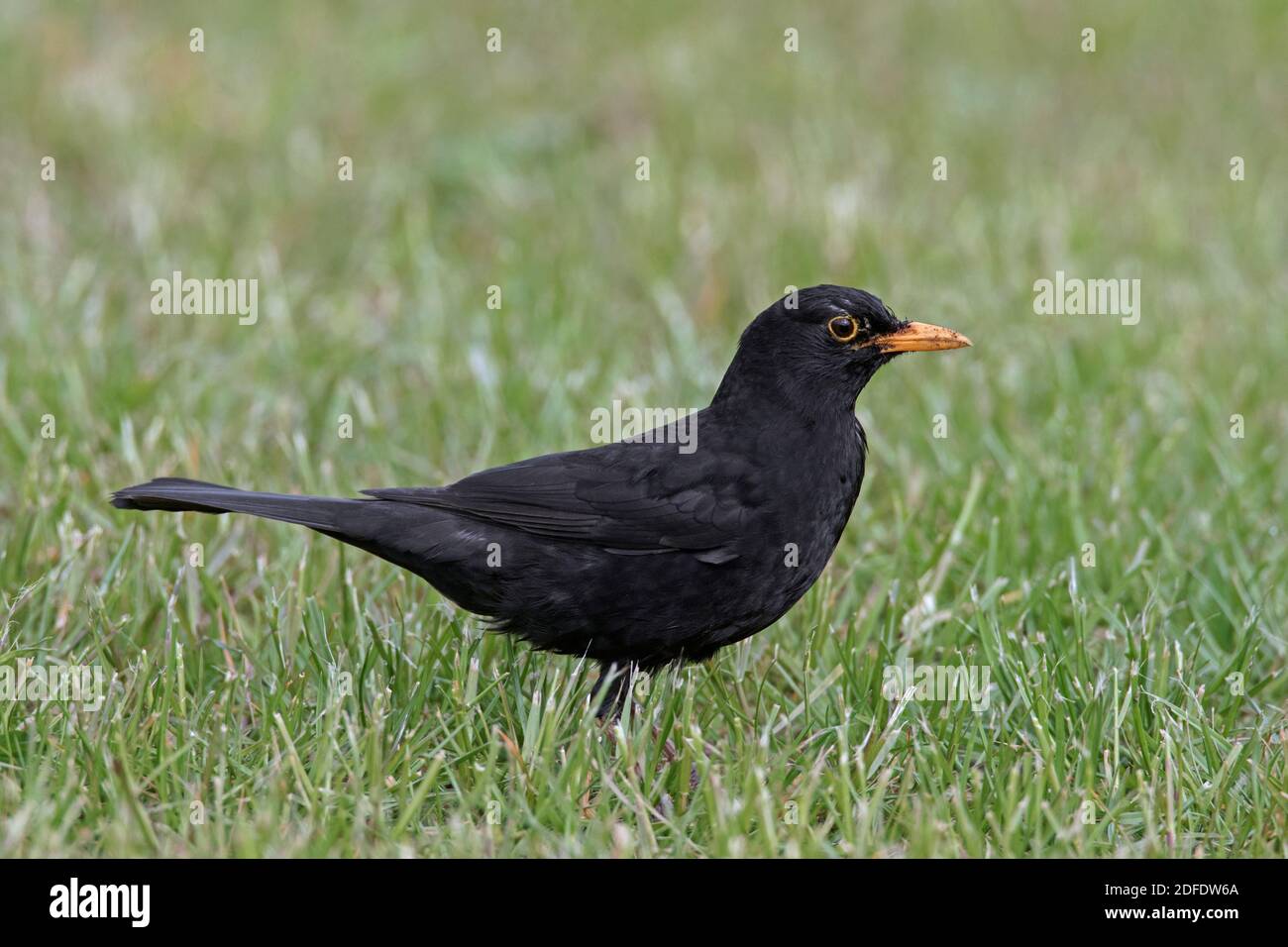 Eurasische Amsel / gewöhnliche Amsel (Turdus merula) Männliche Nahrungssuche im Grasland / Wiese Stockfoto