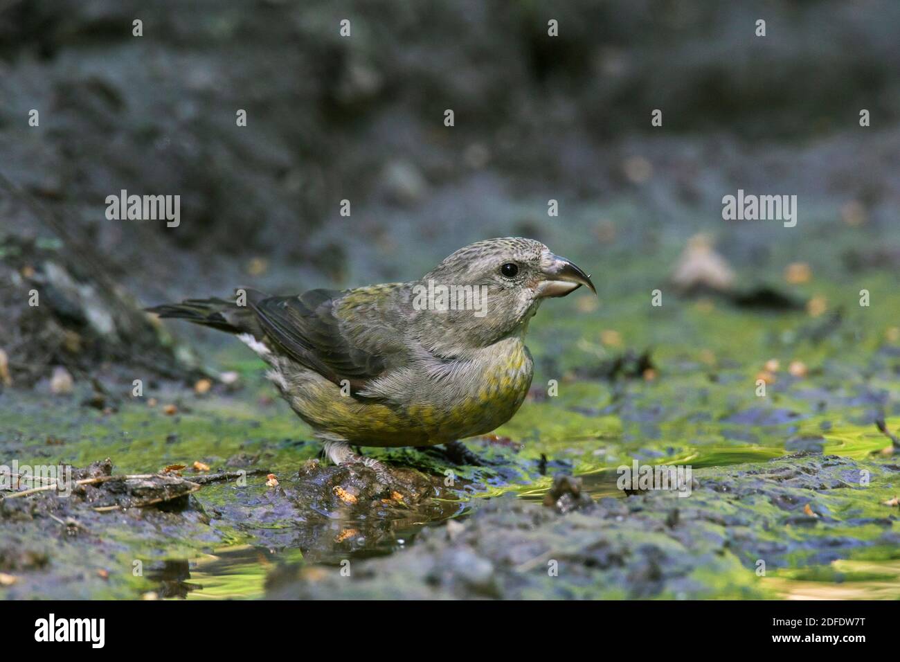 Roter Kreuzschnabel / Kreuzschnabel (Loxia curvirostra) Weibliches Trinkwasser aus Teich / Bach Stockfoto