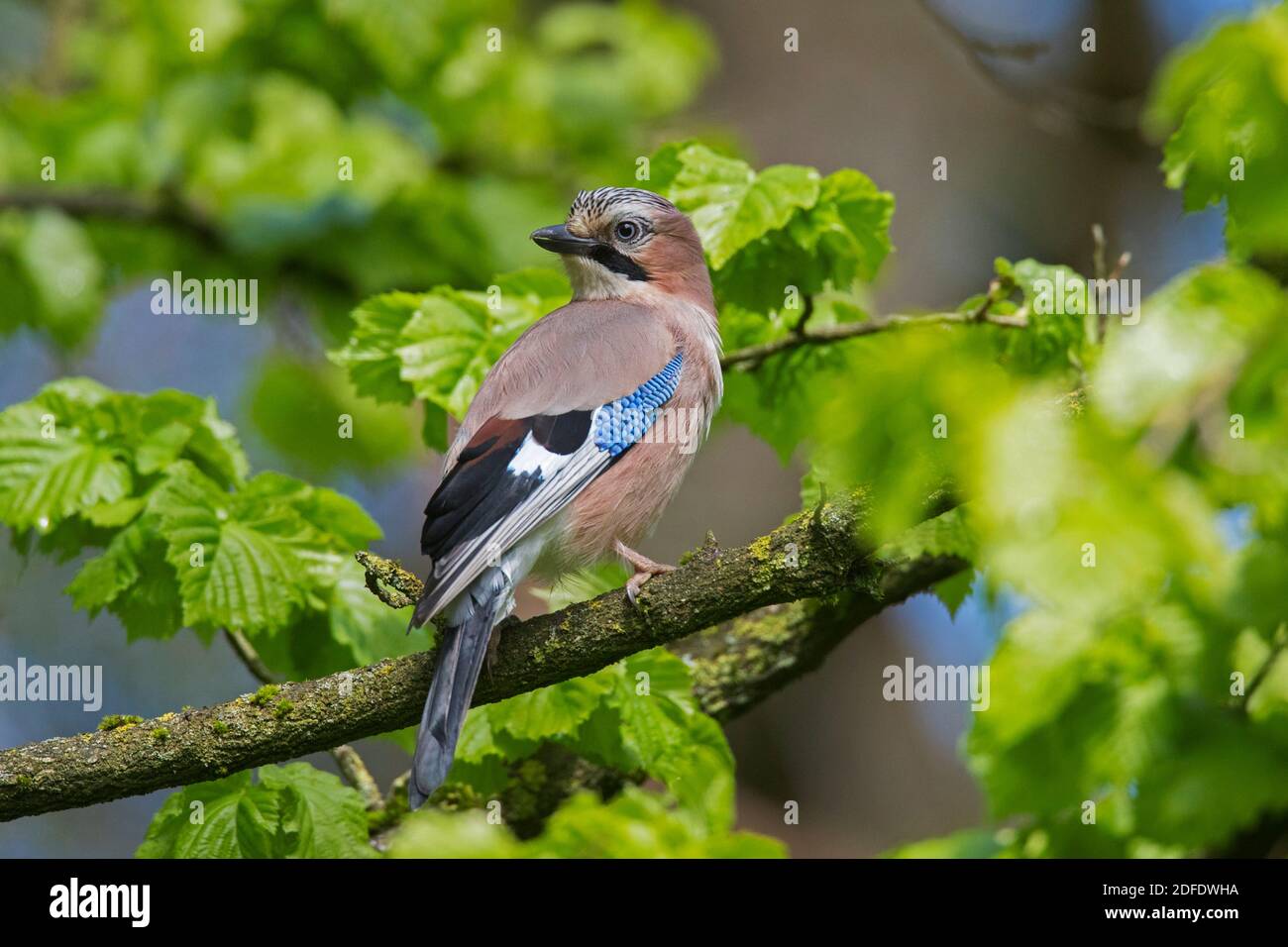 Eurasischer eichelhäher / Europäischer eichelhäher (Garrulus glandarius / Corvus glandarius) In einem Baum im Wald gelegen Stockfoto