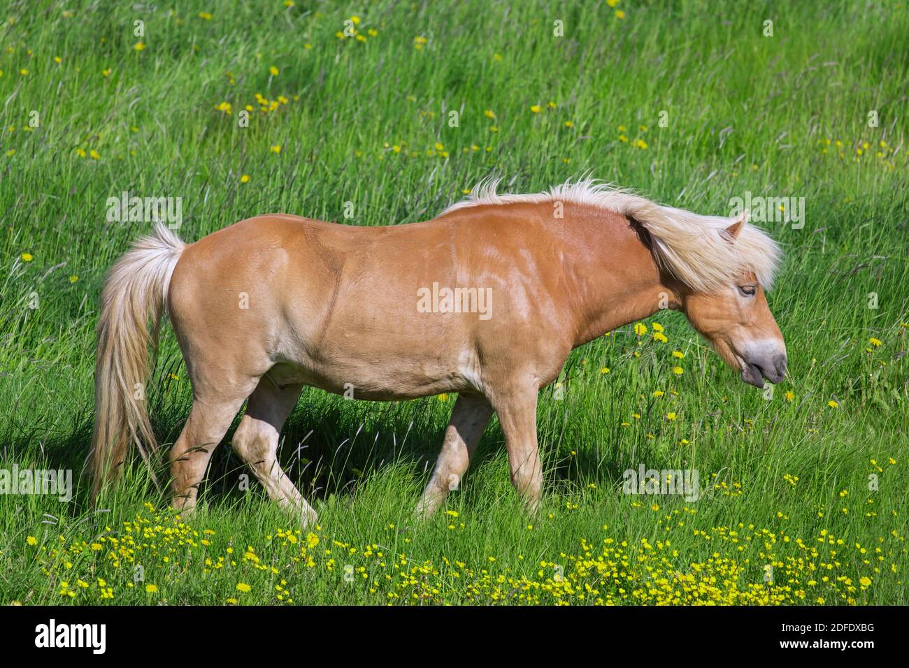 Palomino Isländisches Pferd (Equus ferus caballus / Equus Scandinavicus) auf Wiese im Sommer, Island Stockfoto