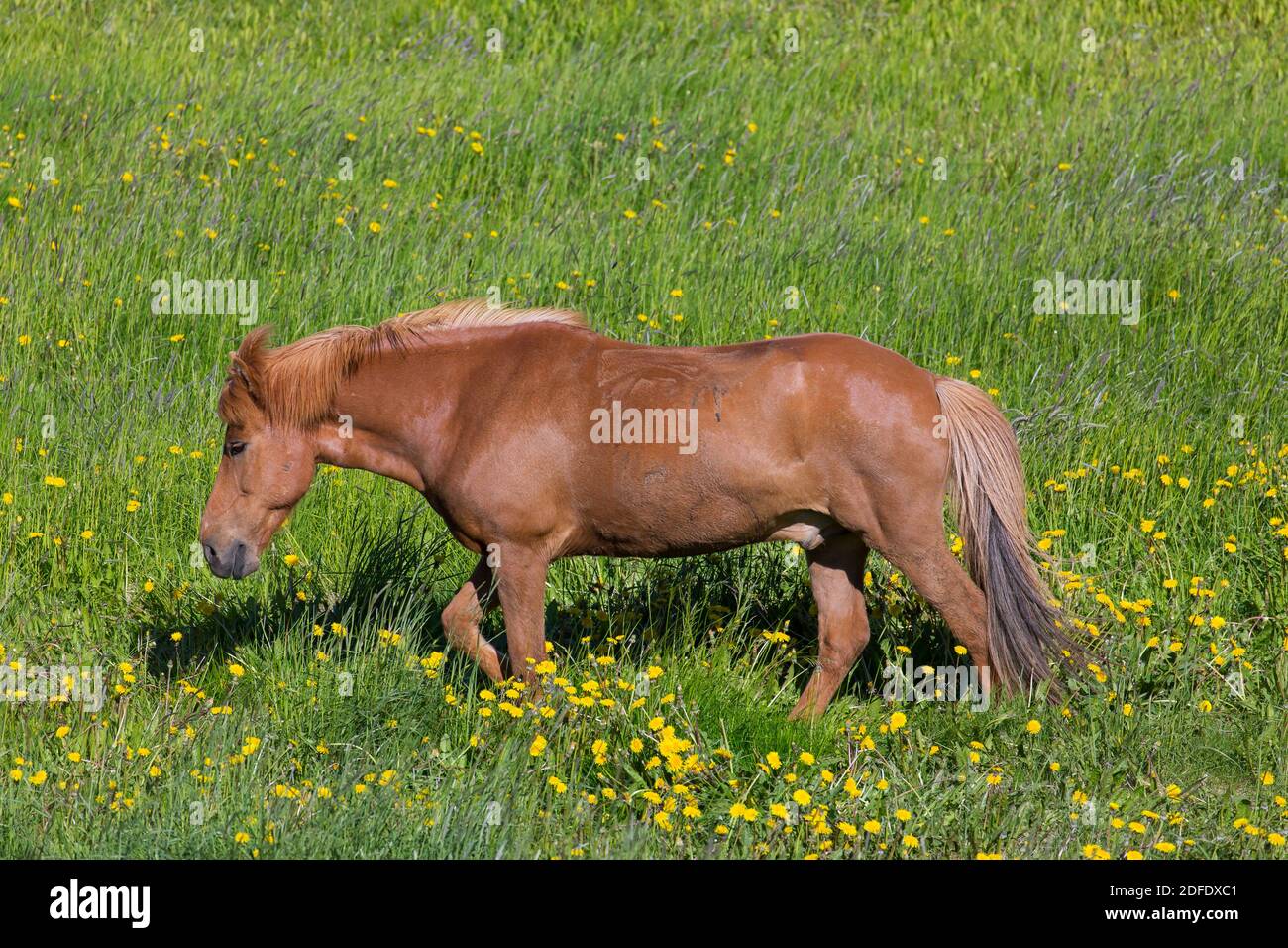 Braunes isländisches Pferd (Equus ferus caballus / Equus Scandinavicus) auf Wiese im Sommer, Island Stockfoto