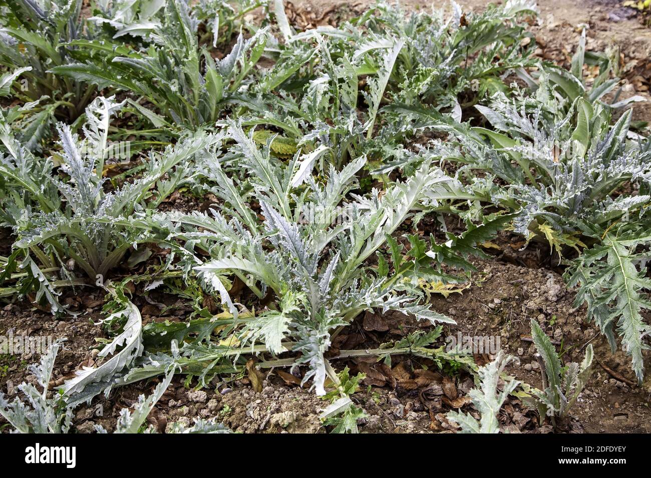 Disteln in Bio-Garten, Gemüse und Gemüse, Landwirtschaft gepflanzt Stockfoto