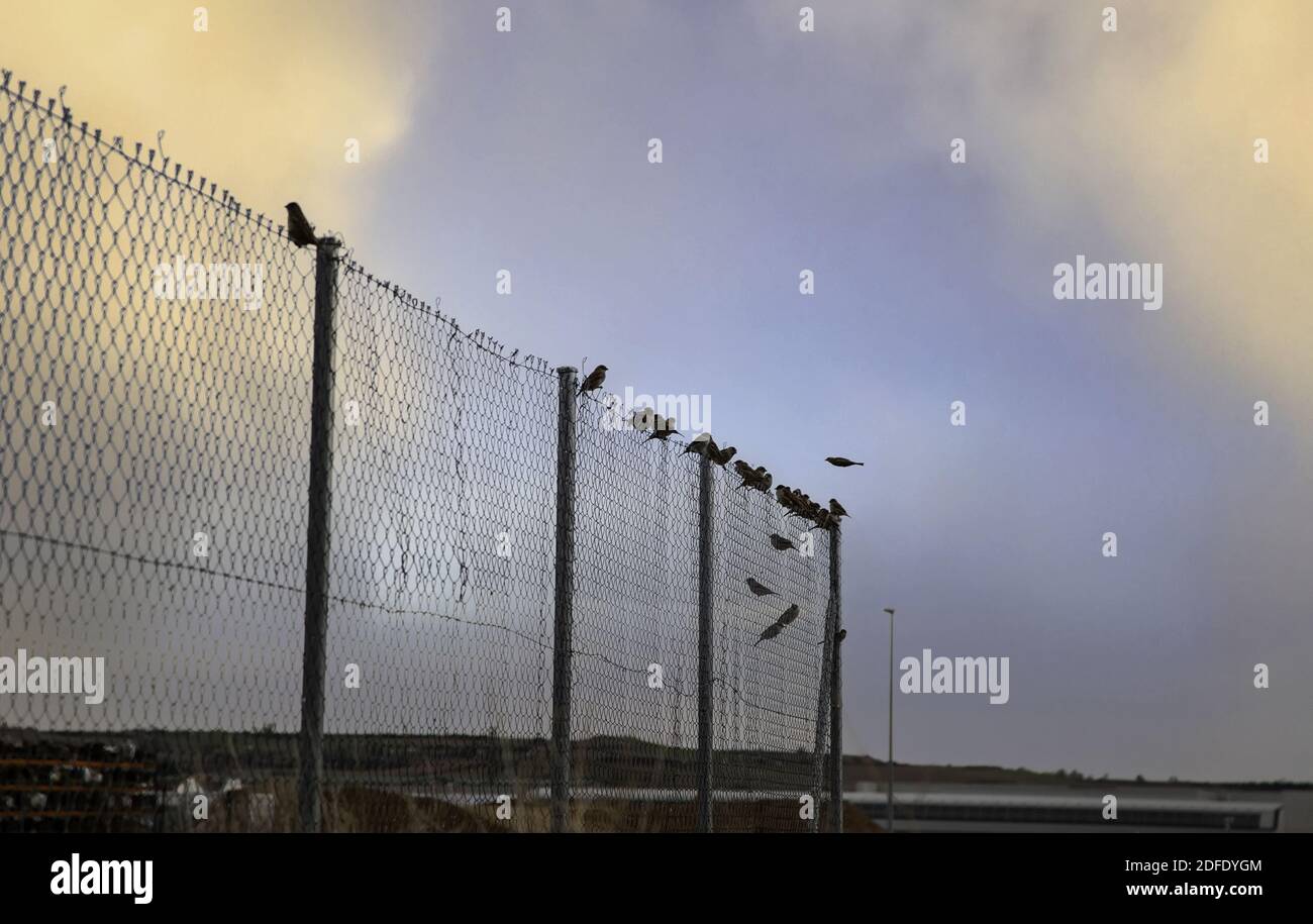 Detail der Vögel auf einem Schutzzaun thront, Tiere in Freiheit Stockfoto