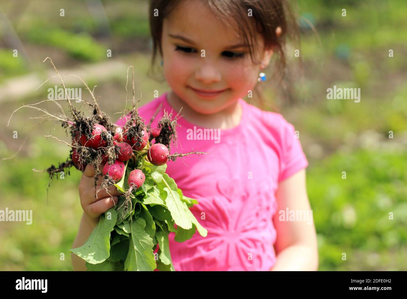 Kleines lächelndes Mädchen in einem rosa T-Shirt hält einen Haufen Frisch gepflückte Radieschen mit Blättern in der Hand Stockfoto