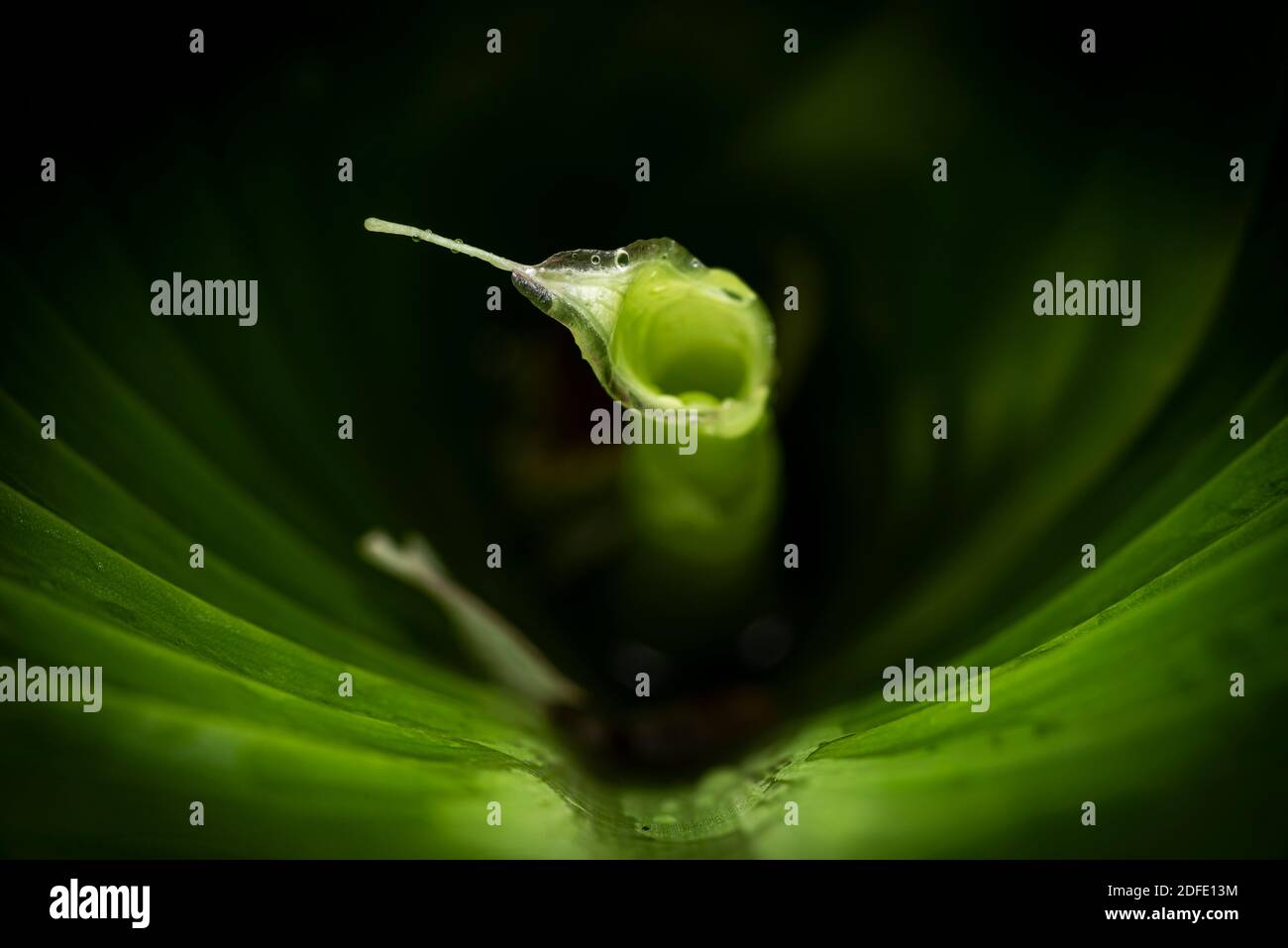 Grüne Blume, grüner Hintergrund Stockfoto