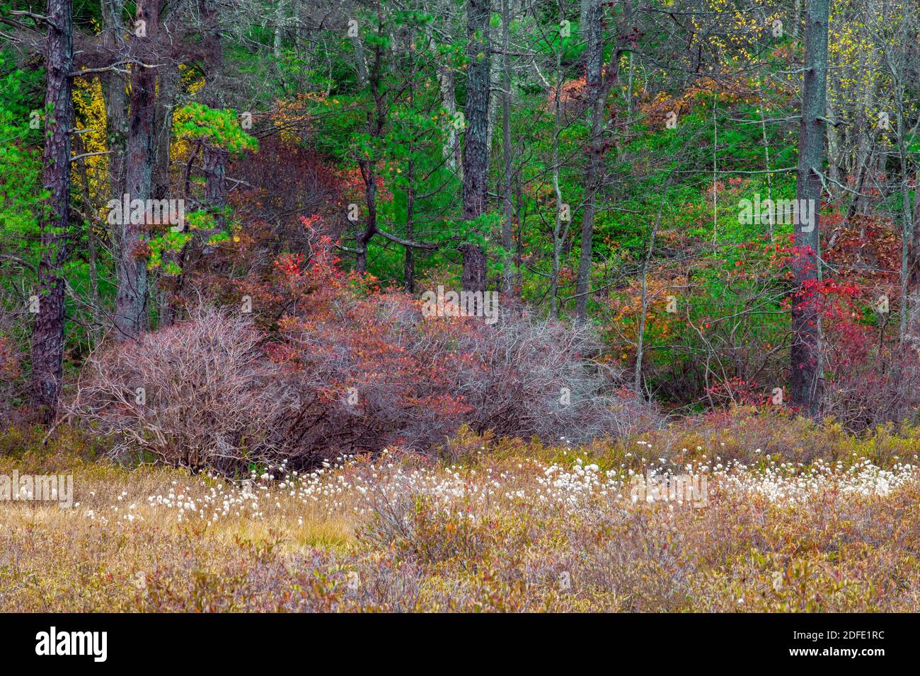 Der Waldrand eines sauren Sumpfes in den Pocono Mountains in Pennsylvania. Stockfoto