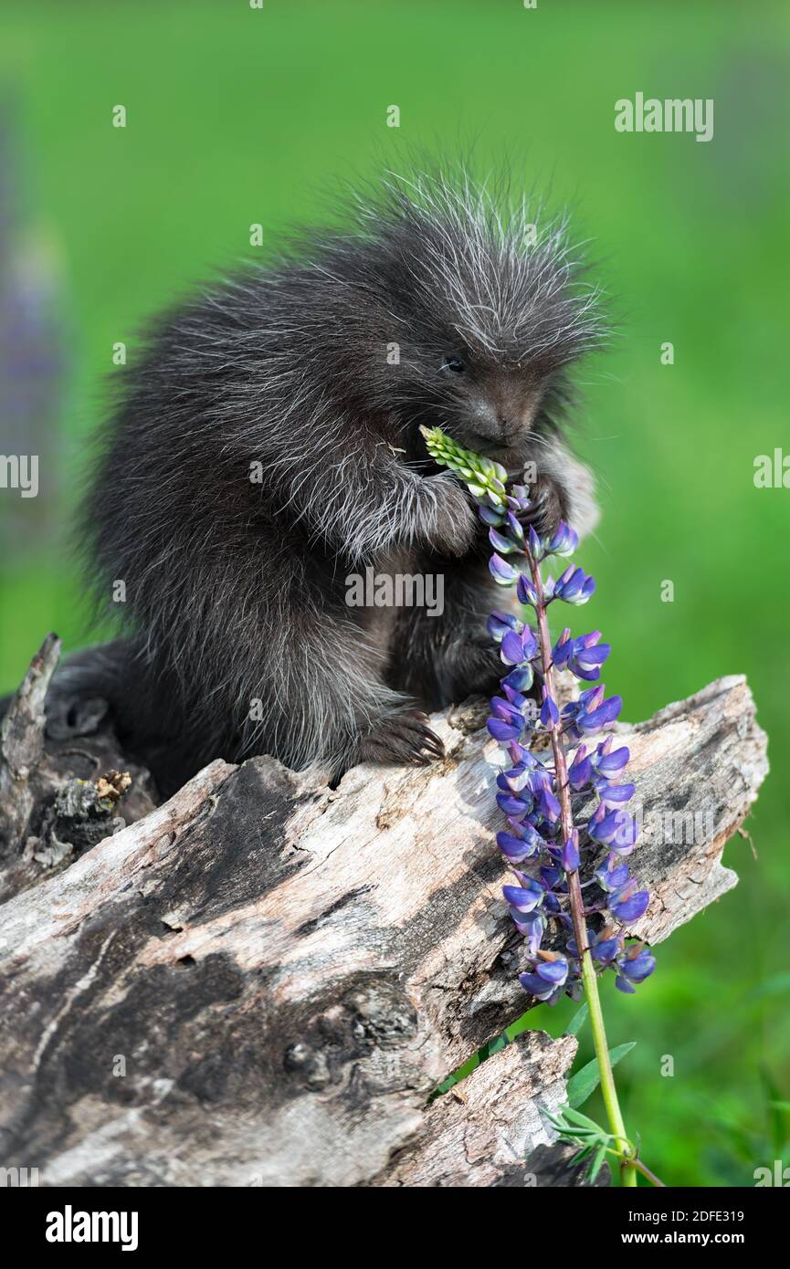 Porcupette (Erethizon dorsatum) Hält Lupine in Pfoten auf Log Summer - Captive Tier Stockfoto