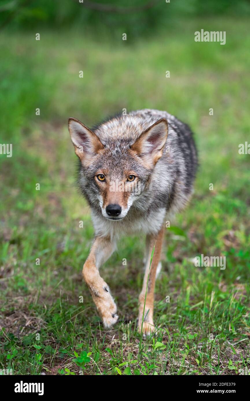 Erwachsene Kojote (Canis latrans) Schritte vorwärts starren Sommer - Captive Tier Stockfoto