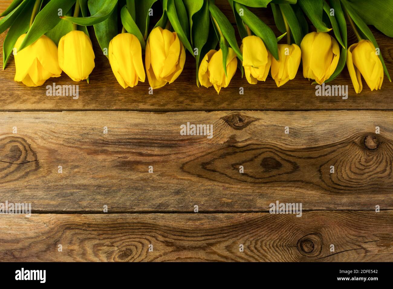 Frühlingsgelbe Tulpen-Reihe Grußkarte. Frühlingsblumen. Blumenpostkarte. Blumen Gruß . Geburtstagskarte. Hintergrund des Geburtstags. Tulpen Stockfoto
