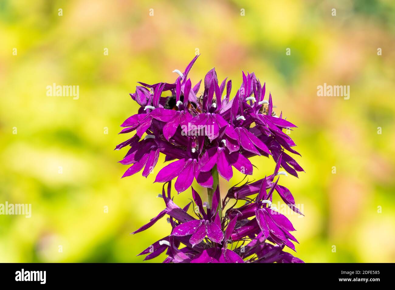 Nahaufnahme einer purpurnen Kardinalblume (lobelia cardinalis) In voller Blüte Stockfoto