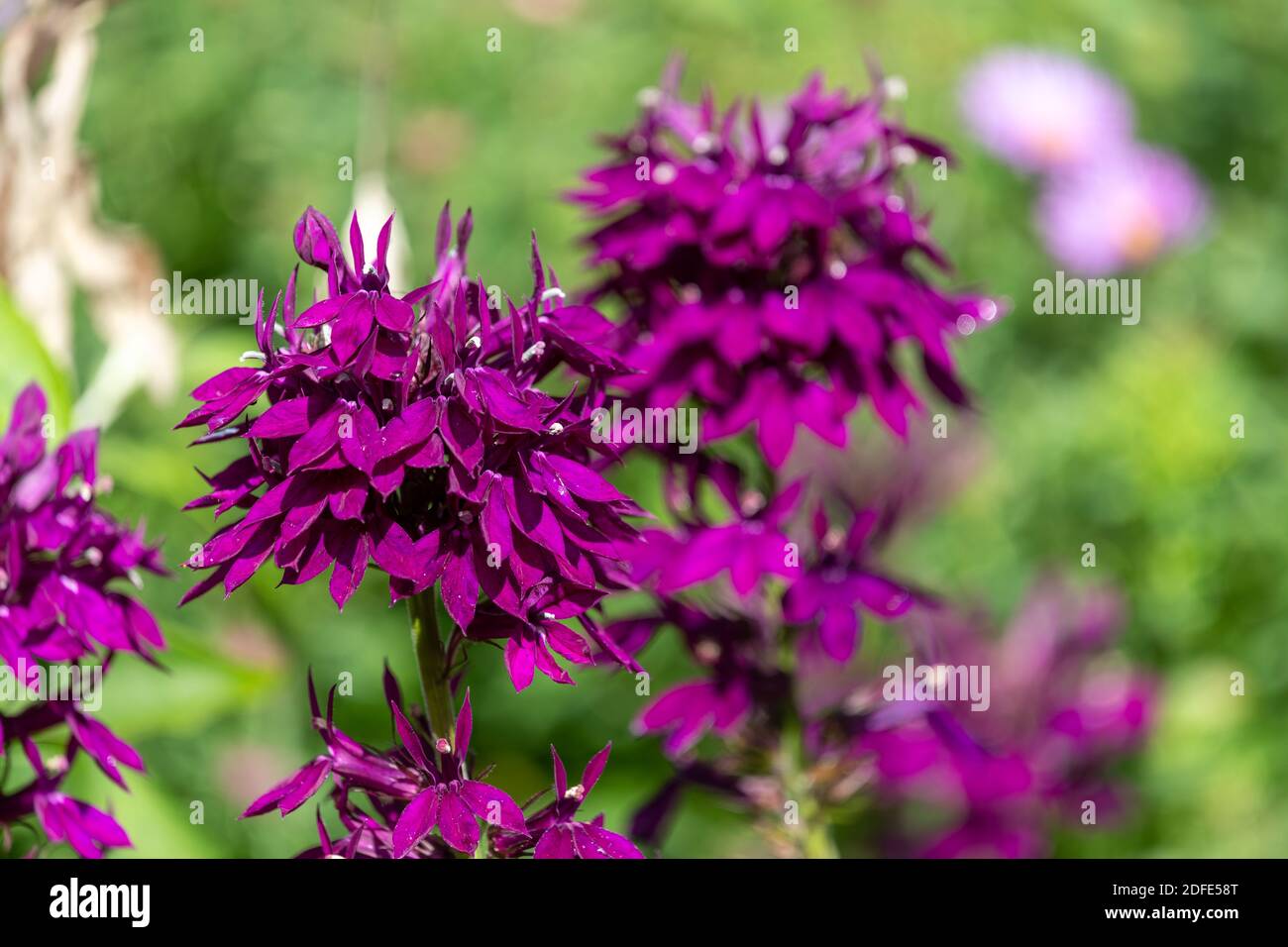 Nahaufnahme einer purpurnen Kardinalblume (lobelia cardinalis) In voller Blüte Stockfoto