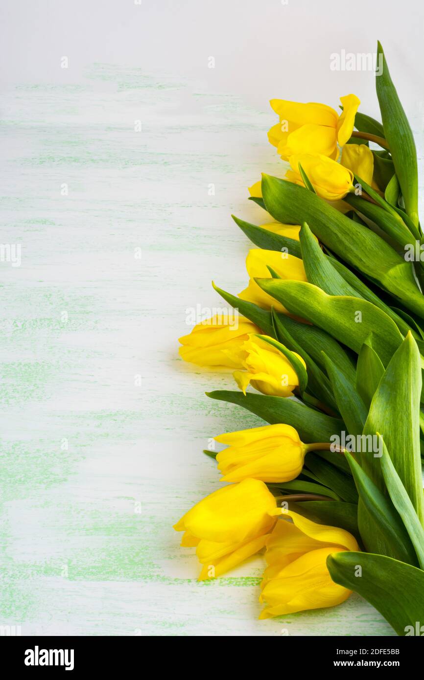 Gelbe Tulpen auf hellgrünem Hintergrund, vertikal, Kopierraum. Blumengrüße. Blumenpostkarte. Blumenrahmen. Frühlingsblume Stockfoto
