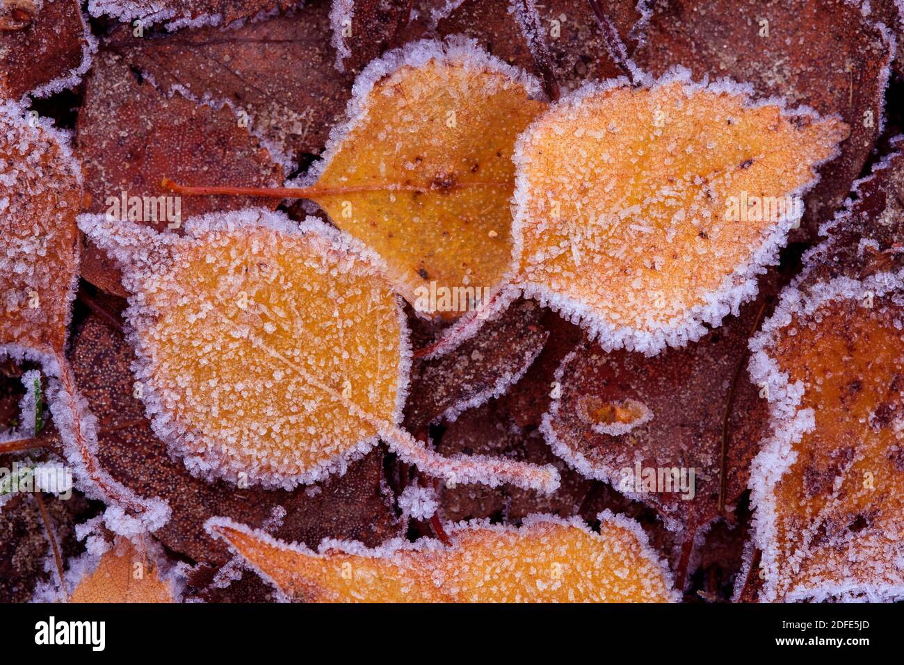 Birkenblätter im Herbst, Winter, Goldenstedter Moor,Eis, Rauhrif, Frost, Stockfoto