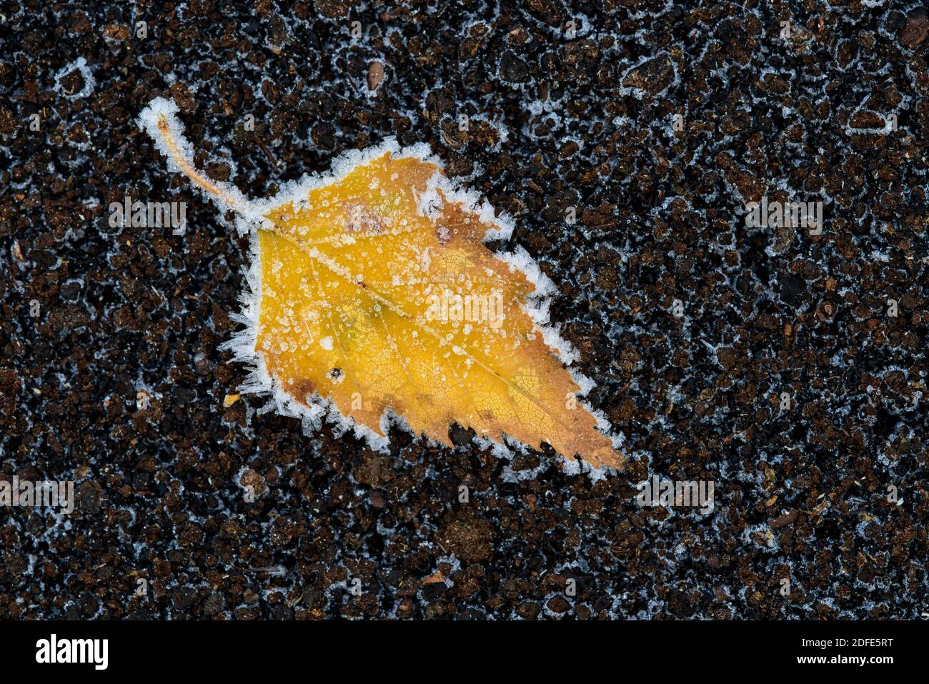 Birkenblätter im Herbst, Winter, Goldenstedter Moor, Rauhrif, Frost, Eis, Stockfoto