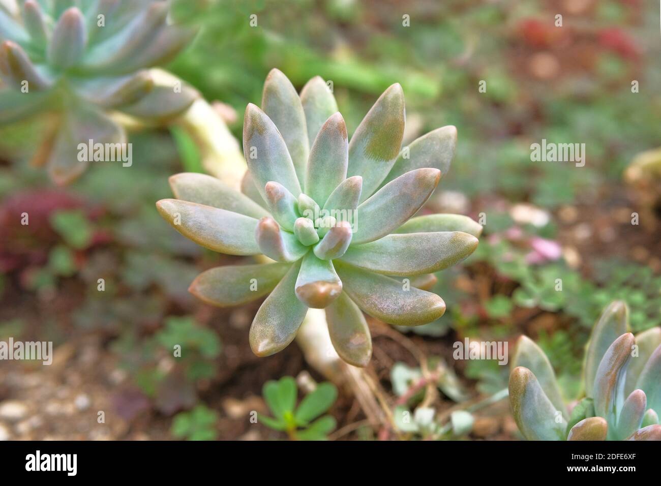 Sukkulenten Pflanzen schließen im Freien. Landschaftsdesign. Pflanze mit grünen saftigen Blättern schmückt Steingarten. Stockfoto