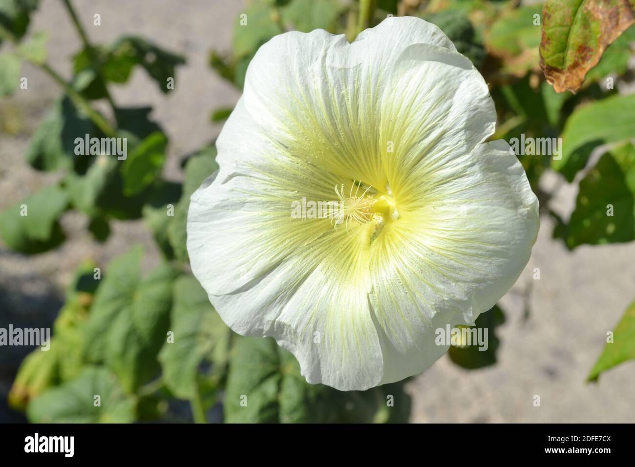 Sanfte Hollyhocks blühen mit grünen Blättern Stockfoto