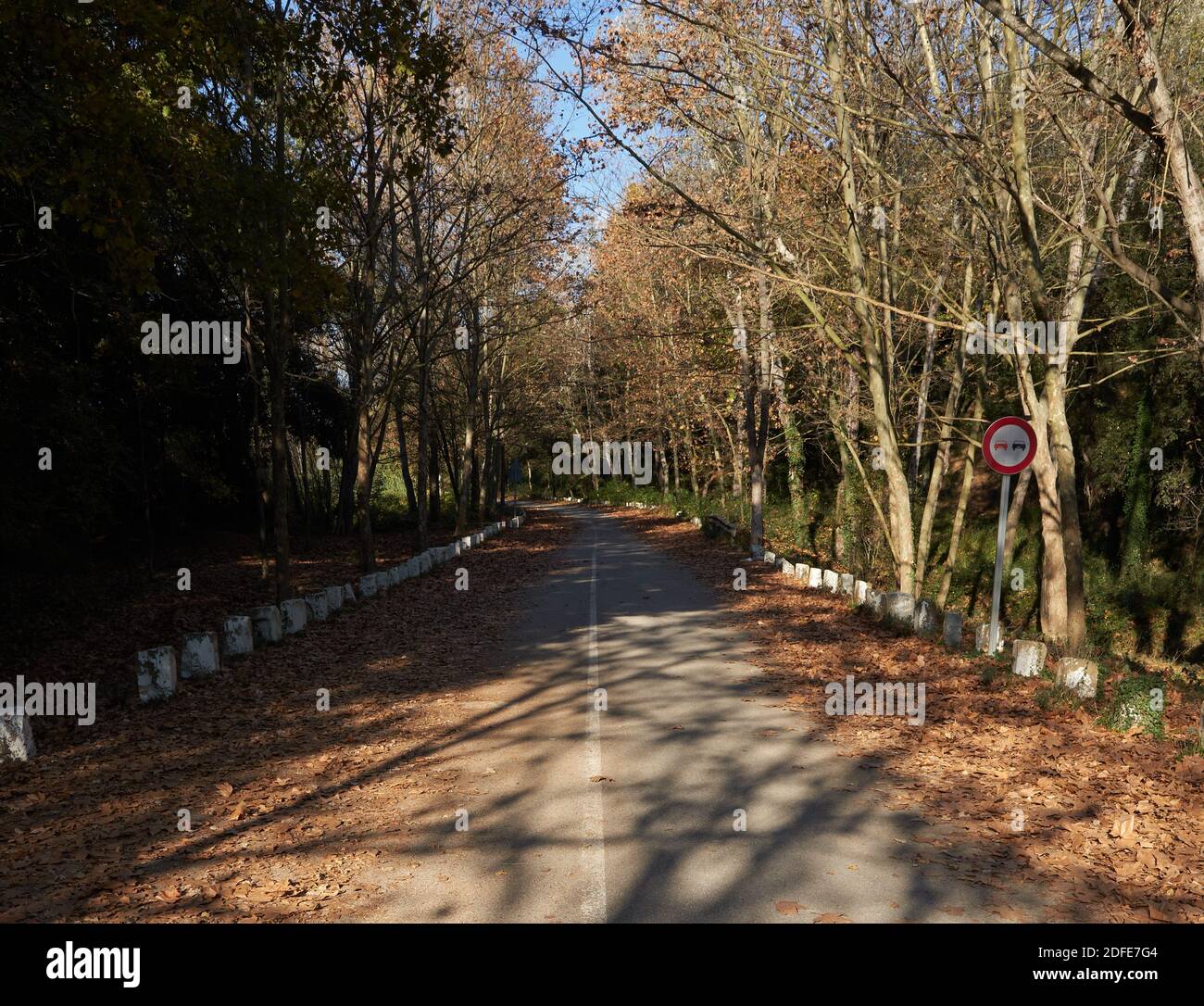 Herbstblätter auf dem Boden mit Bäumen entlang der Straße Während Sonnenuntergang in der Herbstsaison Stockfoto
