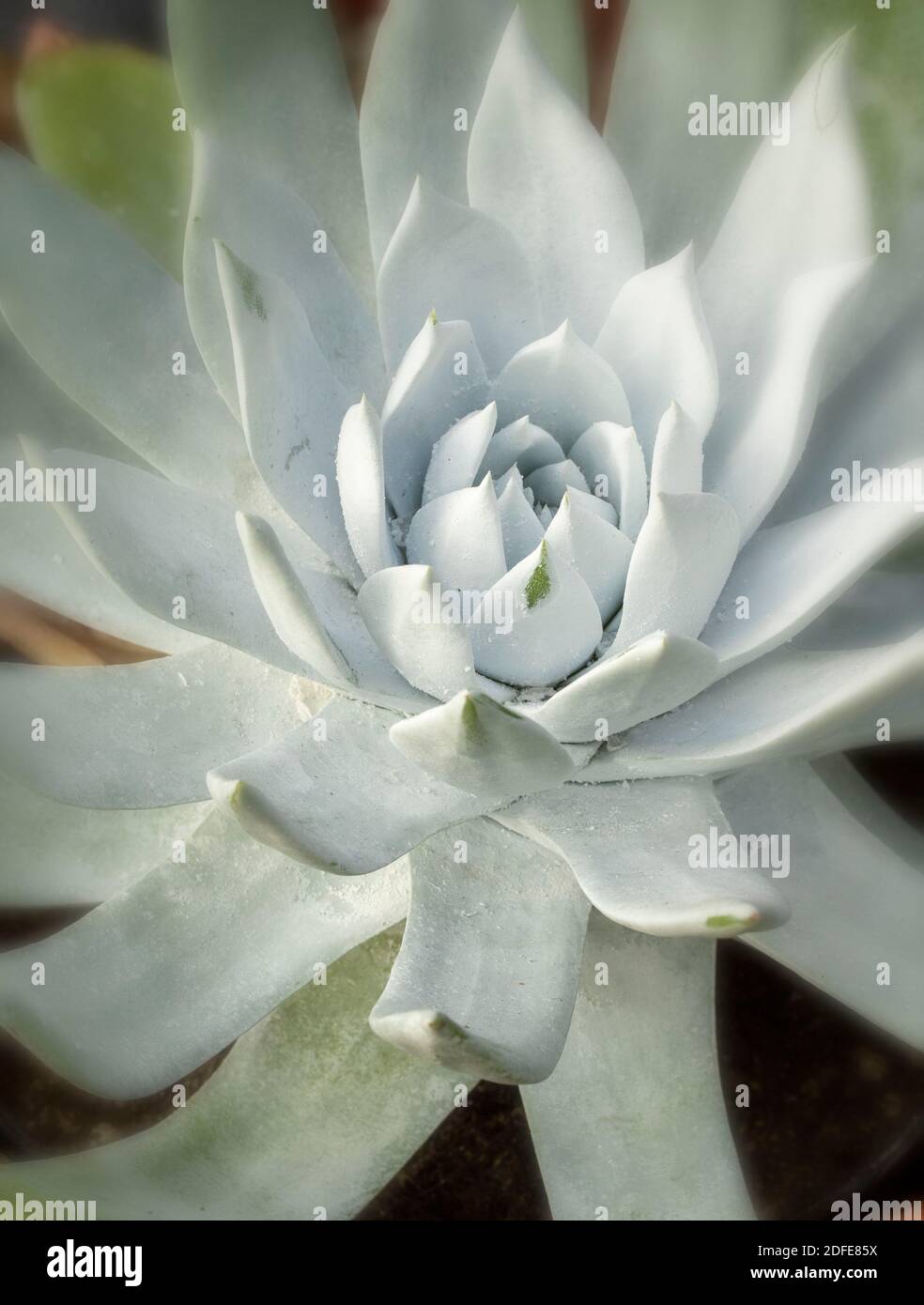 Dudleya Farinosa in Nahaufnahme zeigt die saftigen Blätter, Muster in der Natur Stockfoto