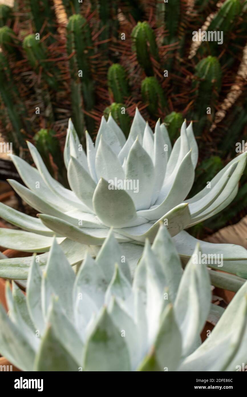 Dudleya Farinosa in Nahaufnahme zeigt die saftigen Blätter, Muster in der Natur Stockfoto