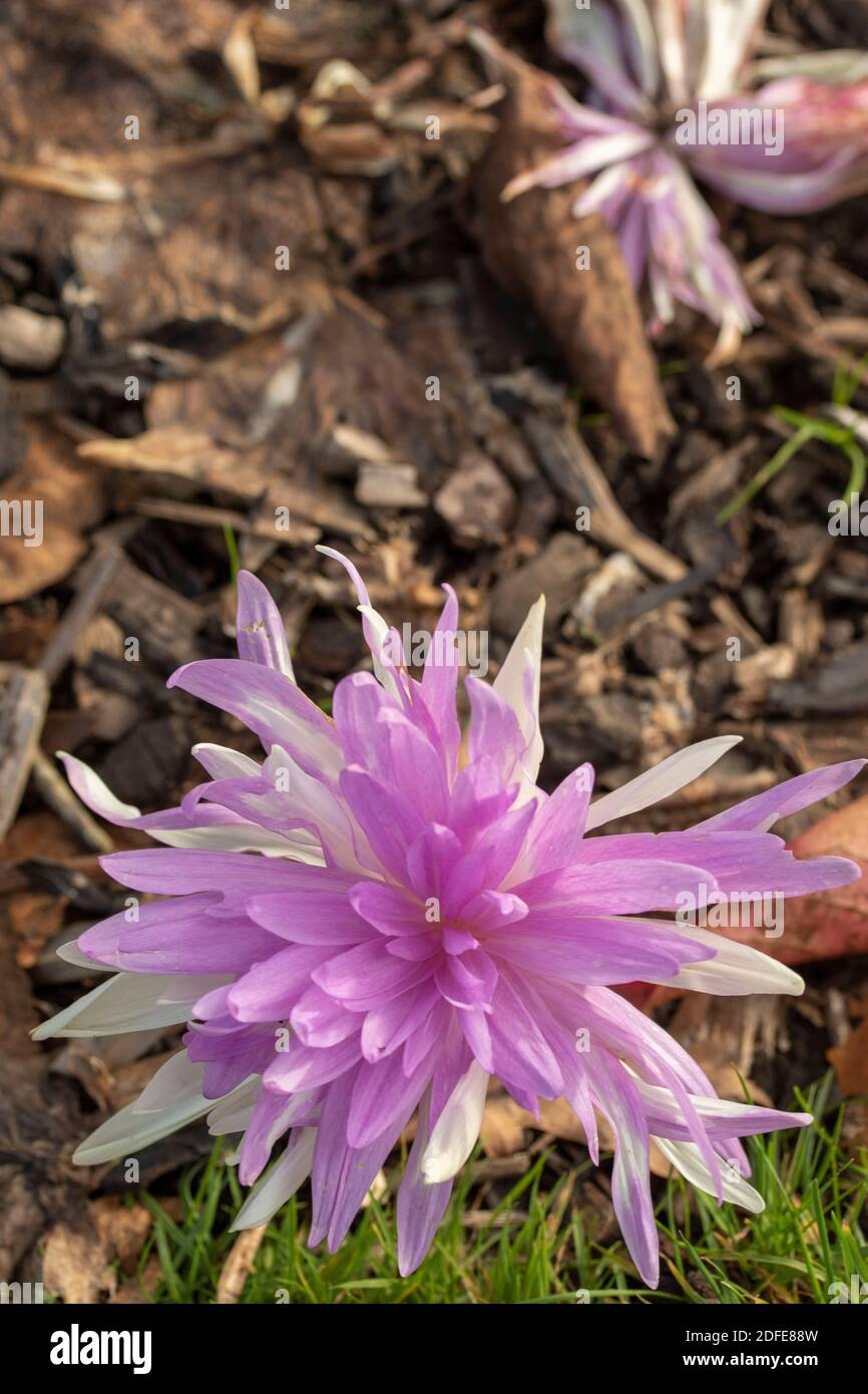 Colchicum ‘Seerose’ Blume Nahaufnahme Darstellung Stockfoto