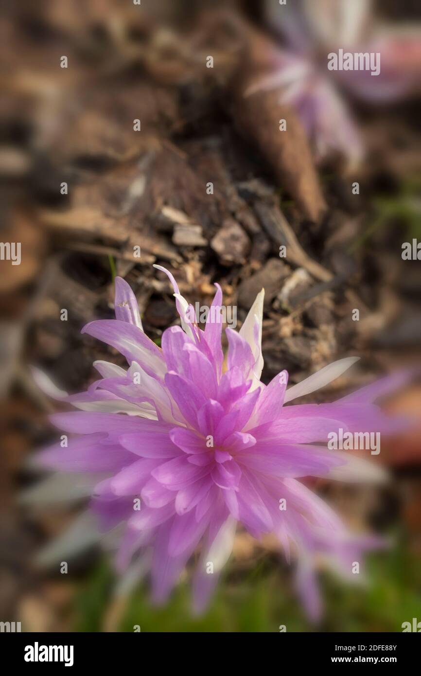 Colchicum ‘Seerose’ Blume Nahaufnahme Darstellung Stockfoto