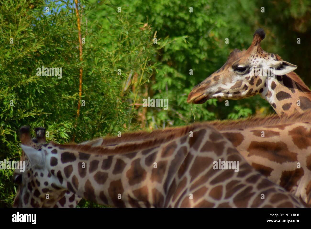 Giraffa Stockfoto