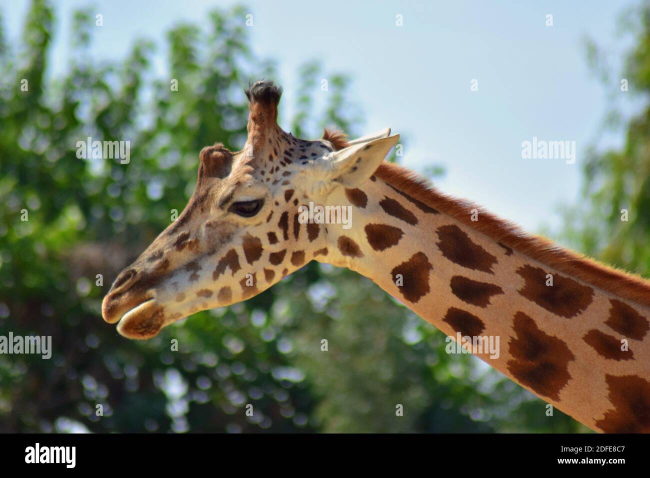 Giraffa Stockfoto