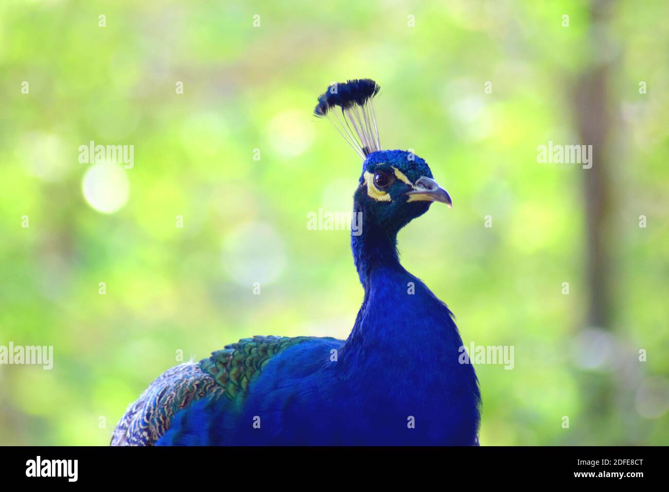 Blauer männlicher Pfau Stockfoto